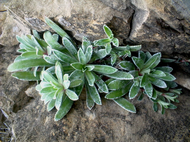 Saxifraga hostii subsp. rhaetica